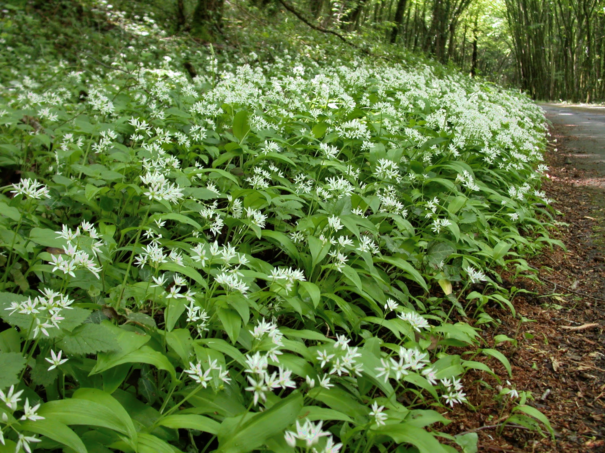 naturaliste Un ail, des aulx