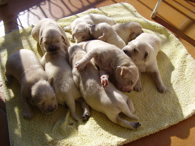 too many puppies