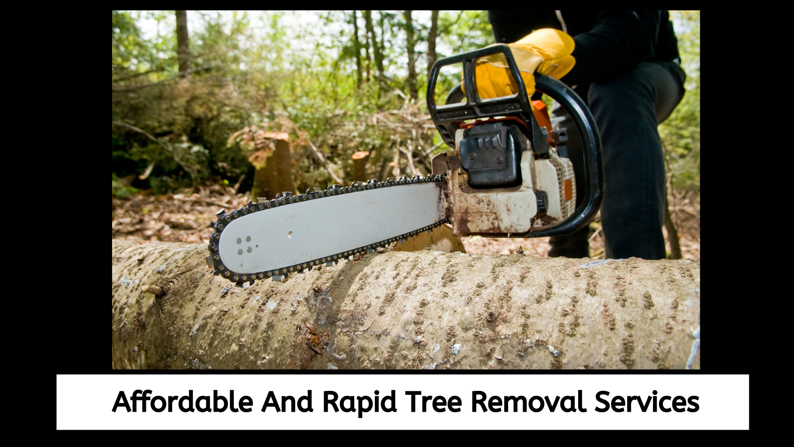 Affordable And Rapid Tree Removal Services
