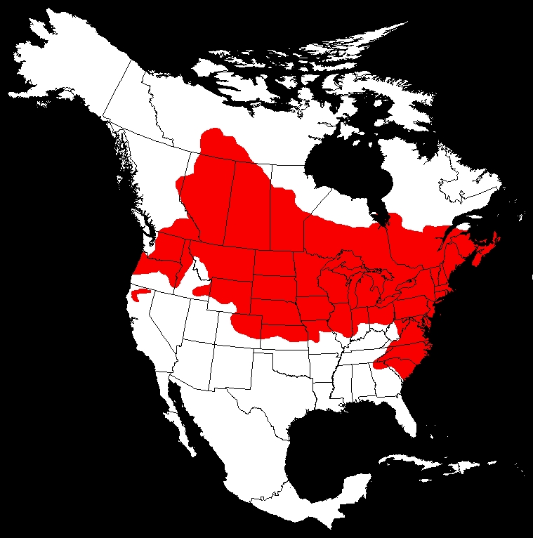 Virginia Tech Ichthyology Class Yellow perch and European perch