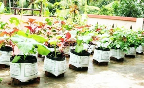 News, Kochi, Kerala, Sugar, Urban people, Agriculture, CMFRI, Gro bag, KVK develops soil-less medium for city gardens.