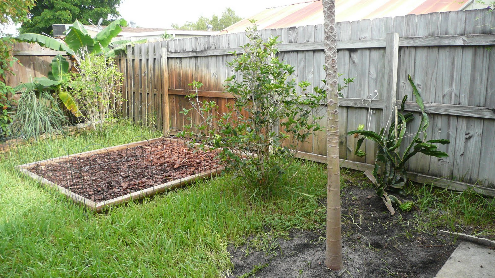 Gardening South Florida Style: South Florida Vegetable Garden in August