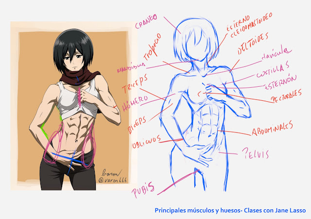 Análisis de anatomía de Mikasa