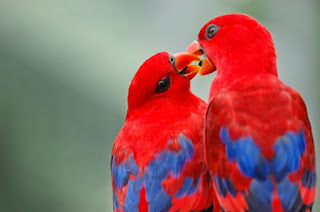 love-birds-kissing-26