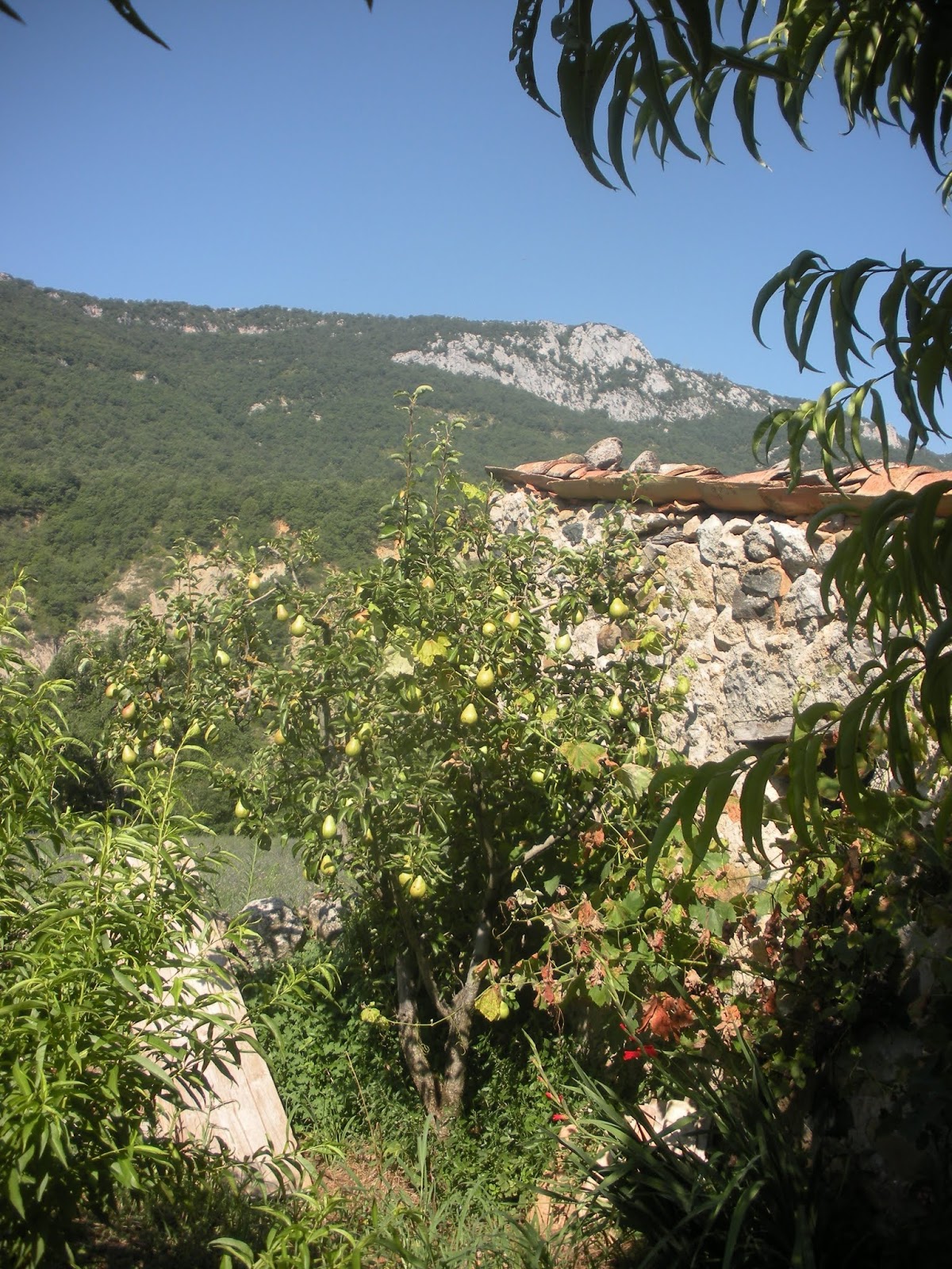 El blog de Campo (Huesca): La despensa