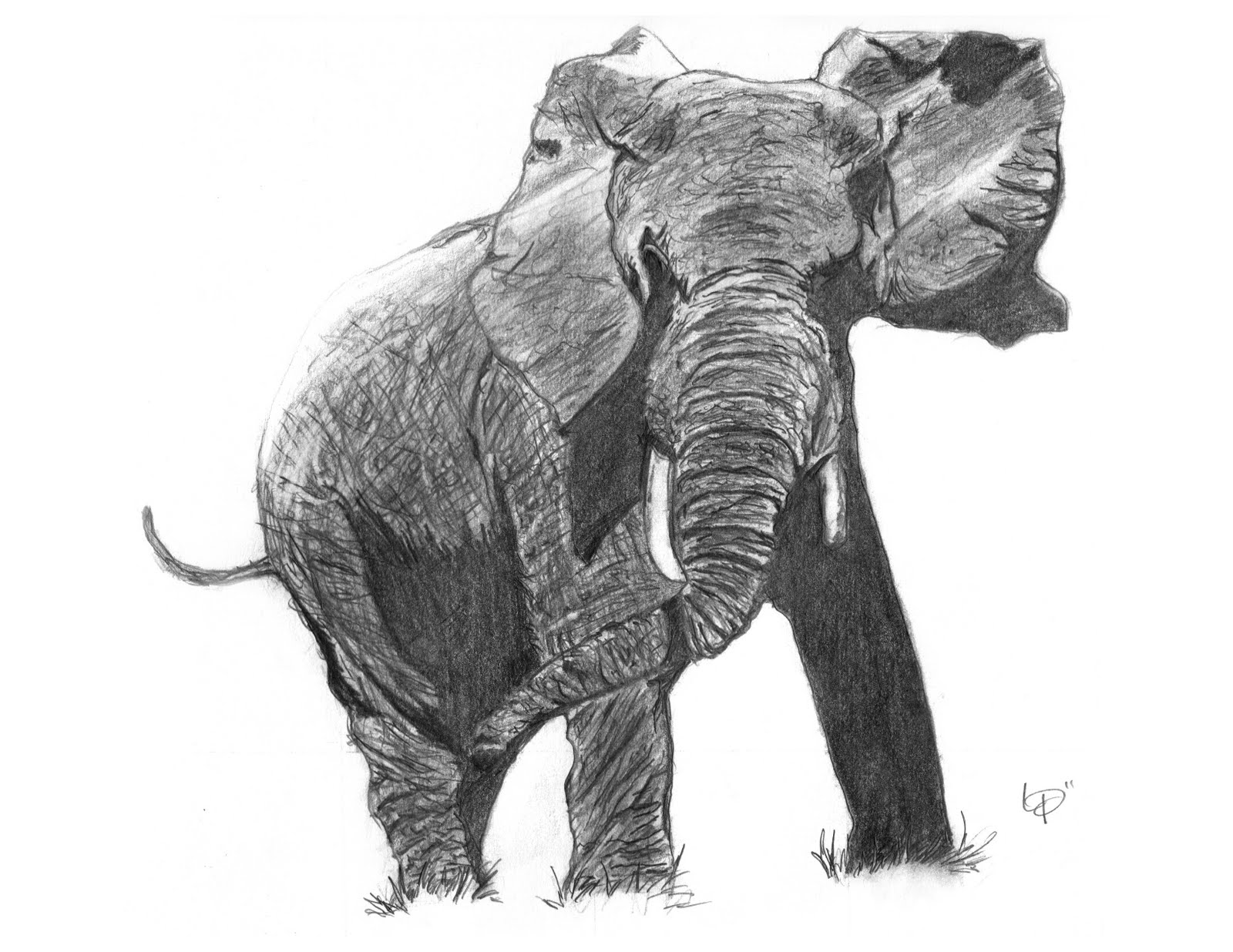 Logan Drawings: Elephants Realistic Drawings Of Elephants