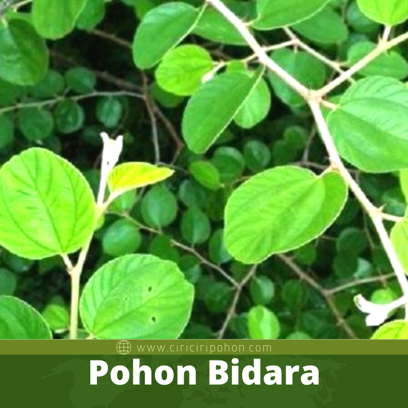 Pohon Bidara