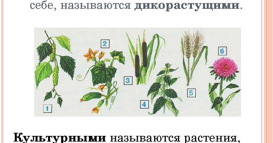 Рассмотри рисунок на странице. Дикорастущие и культурные растения окружающий мир 2 класс Плешаков. Дикорастущие растения окружающий мир 2 класс Плешаков. Травы дикорастущие и культурные 2 класс. Дикорастущие растения 2 класс Плешаков и культурные.
