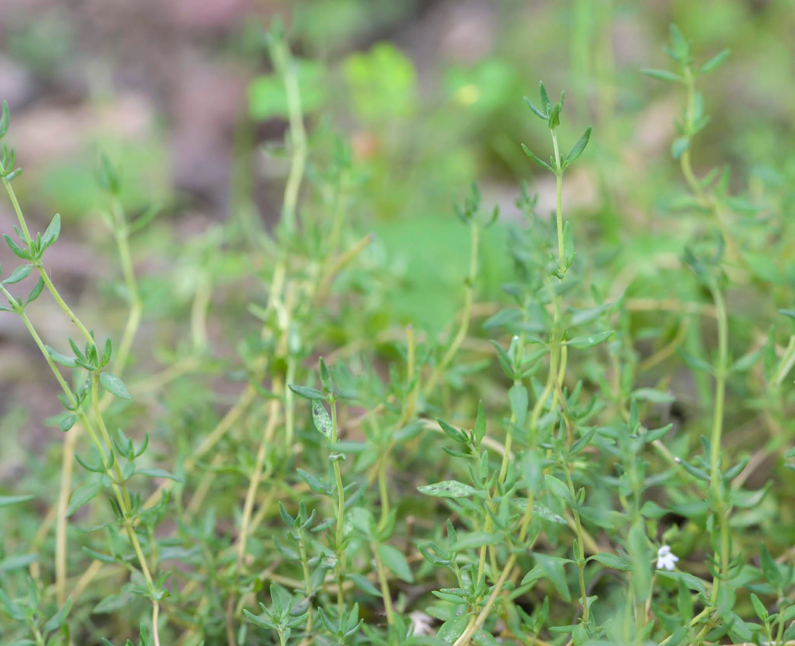 Harvesting Thyme Picked Seed & Supply