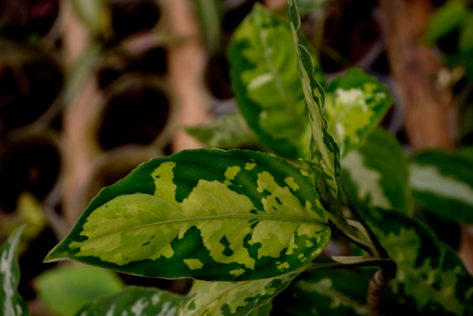 Аглаонема паттайя бьюти