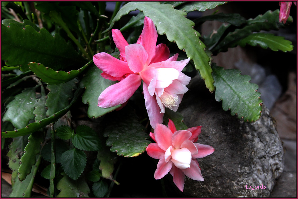 Schlumbergera truncata - False Christmas cactus care and culture