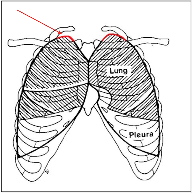 Head and Neck Anatomy Cervical Pleura