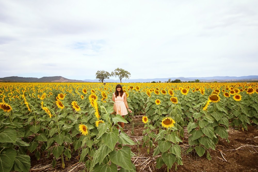 Lucy and The Runaways A Roadtrip to the Sunflower Fields