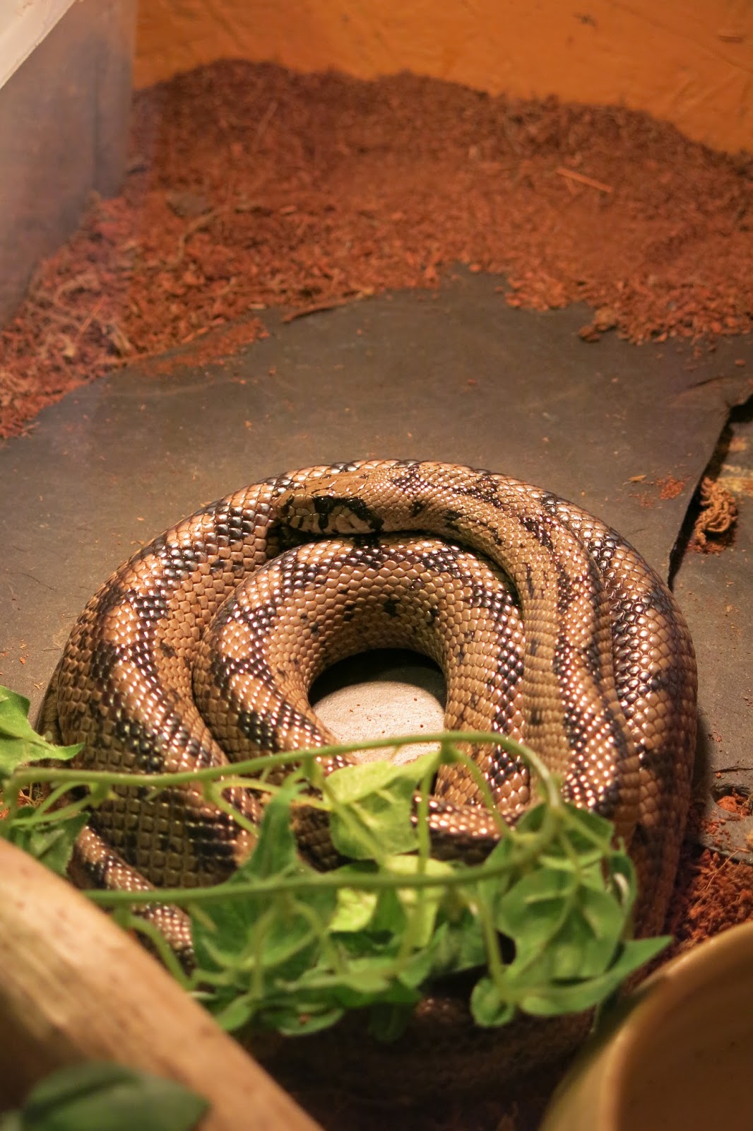 Schlangenhaltung Treppennatter vor der Eiablage