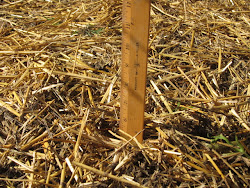 bedding deep chickens chicken run loose floor underneath got stuff ve