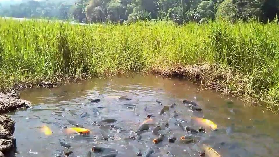 Mitos Kemunculan Ribuan Babon Ikan Mas Telaga Ranjeng Brebes Selatan Blacan Com