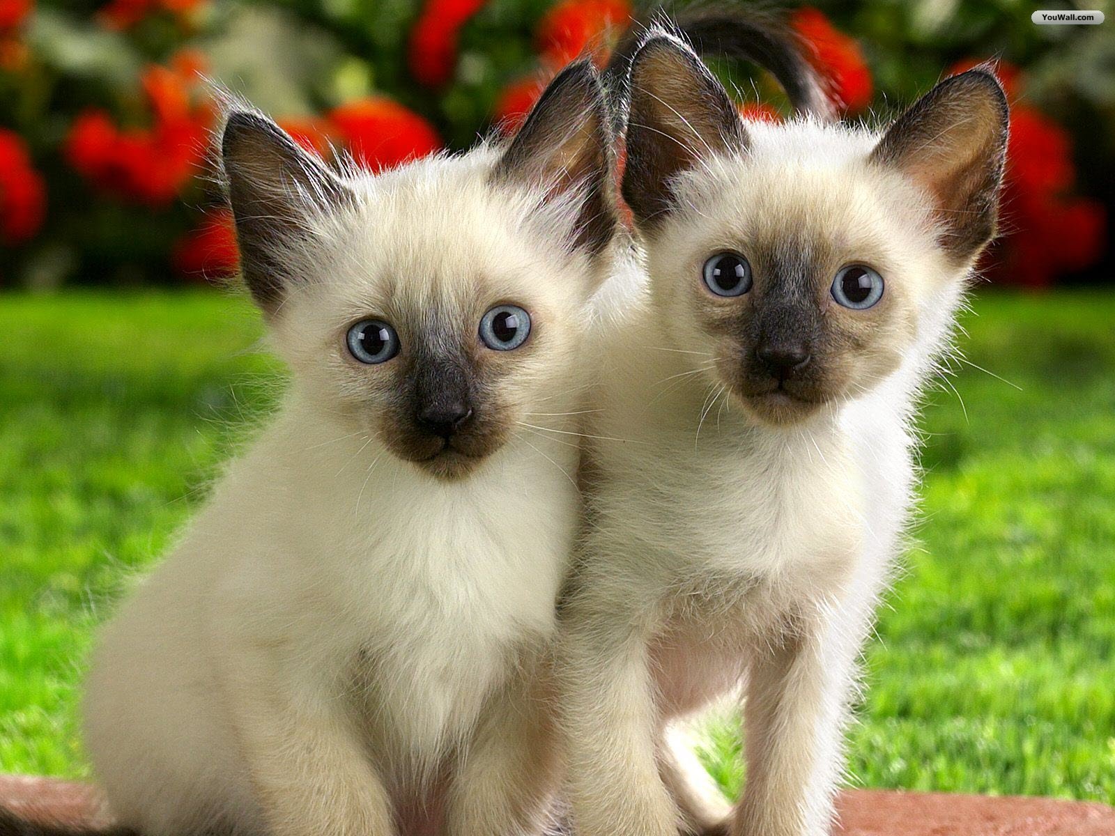 Cute Cat couple HD Wallpaper - Natural Wallpapers | Latest Fashion