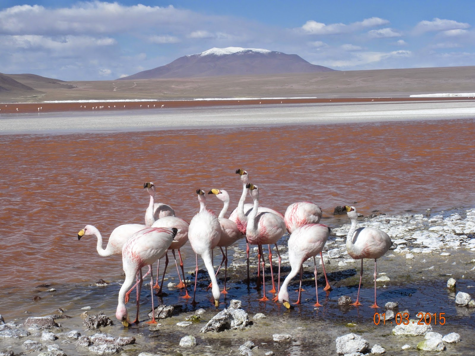 Atacama - Blogs de Bolivia - Atacama/ geyseres y lagunas (6)