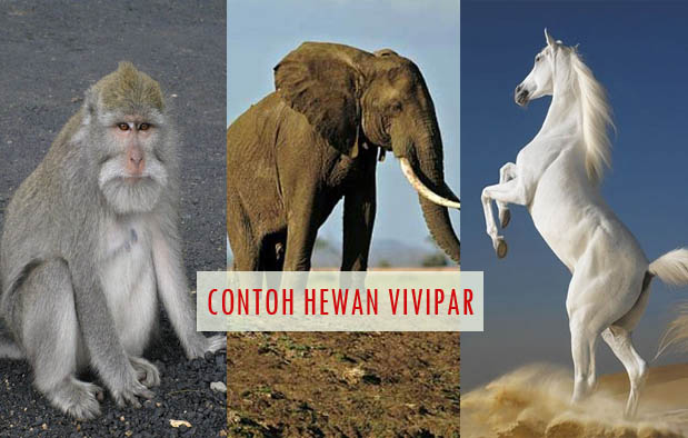 17 Pola Binatang Vivipar Dan Ciri Cirinya Arah Penjuru