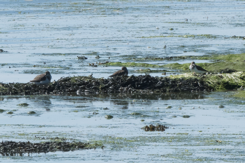 Pembrokeshire Birds Landshipping Quay this afternoon
