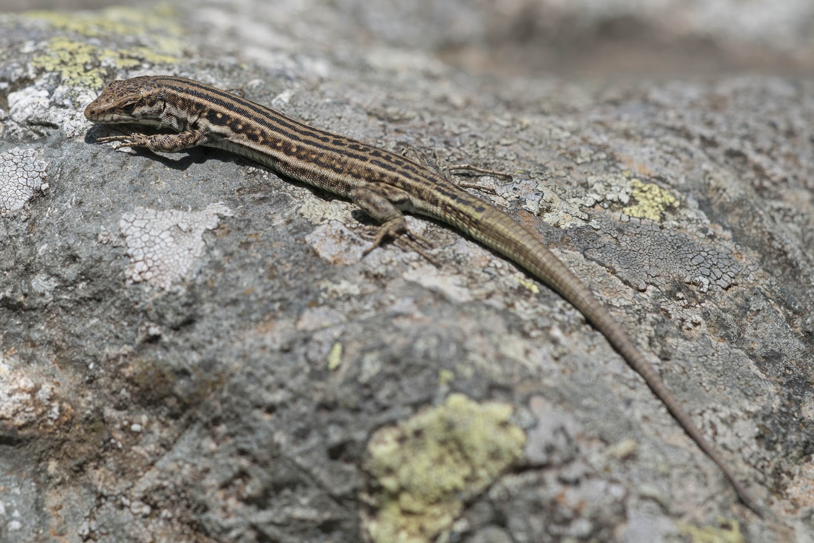 Yorkshire Field Herping and Wildlife Photography A Field Herping Trip