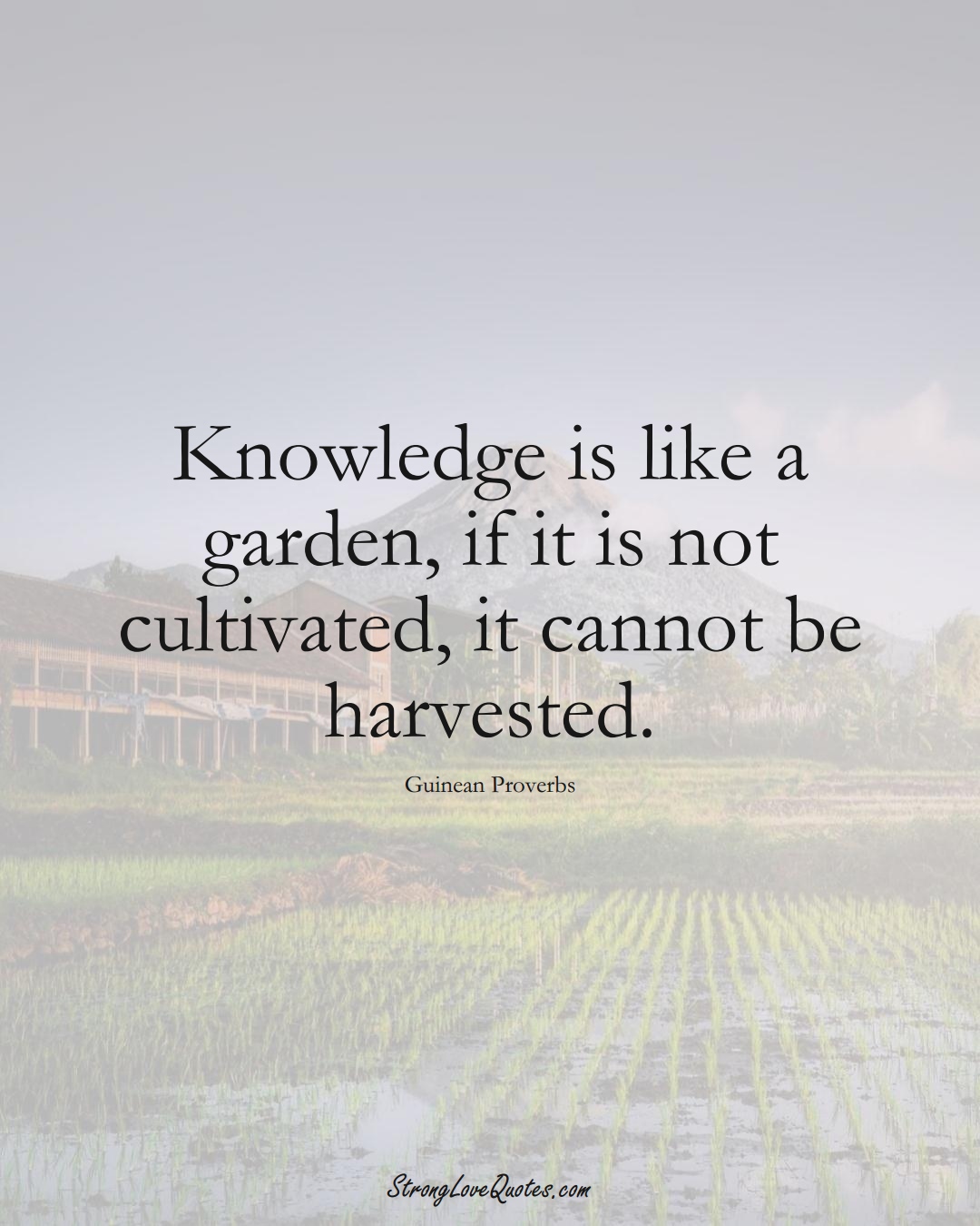 Knowledge is like a garden, if it is not cultivated, it cannot be harvested. (Guinean Sayings);  #AfricanSayings