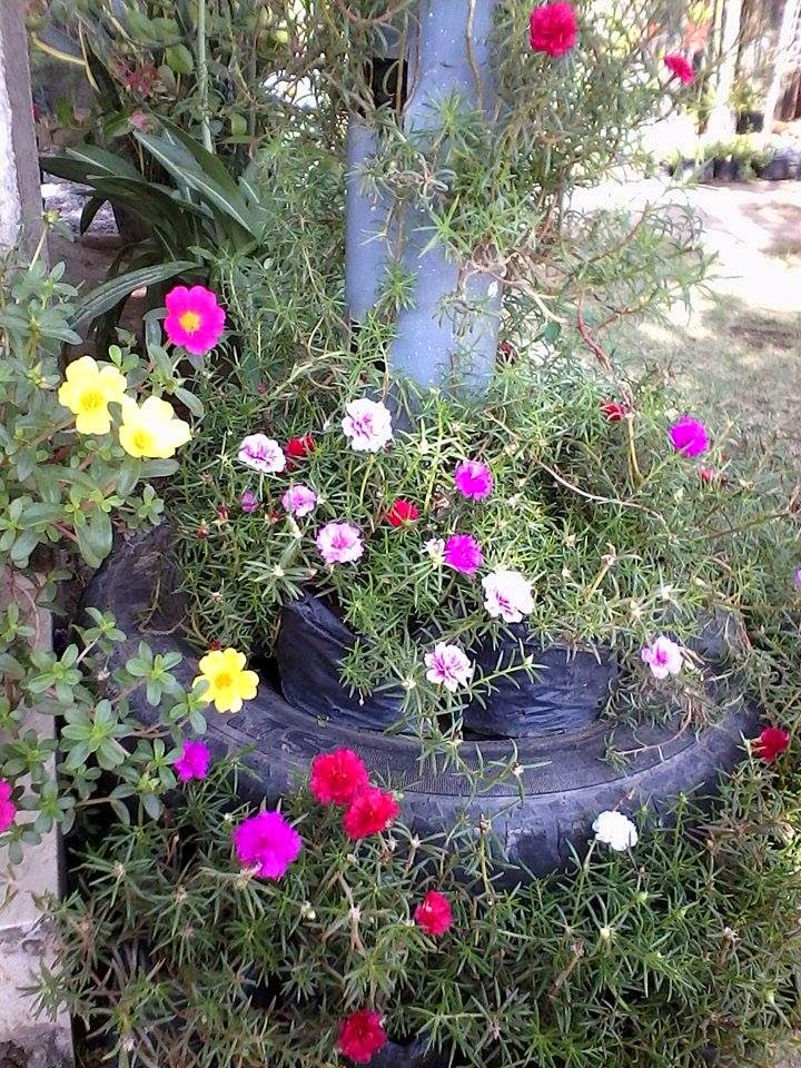 Rumah Bunga Neisha Pot  Bunga dari  Paralon  dan Ban Bekas