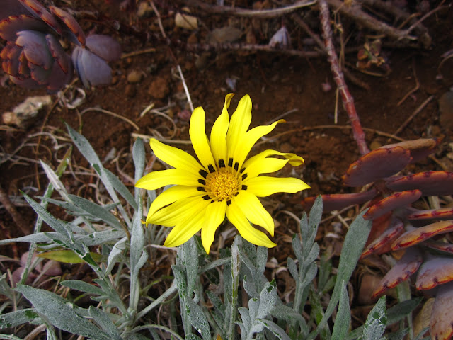 Yellow flower Madeira