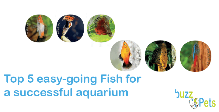 Top 5 easy-going fish for a successful aquarium