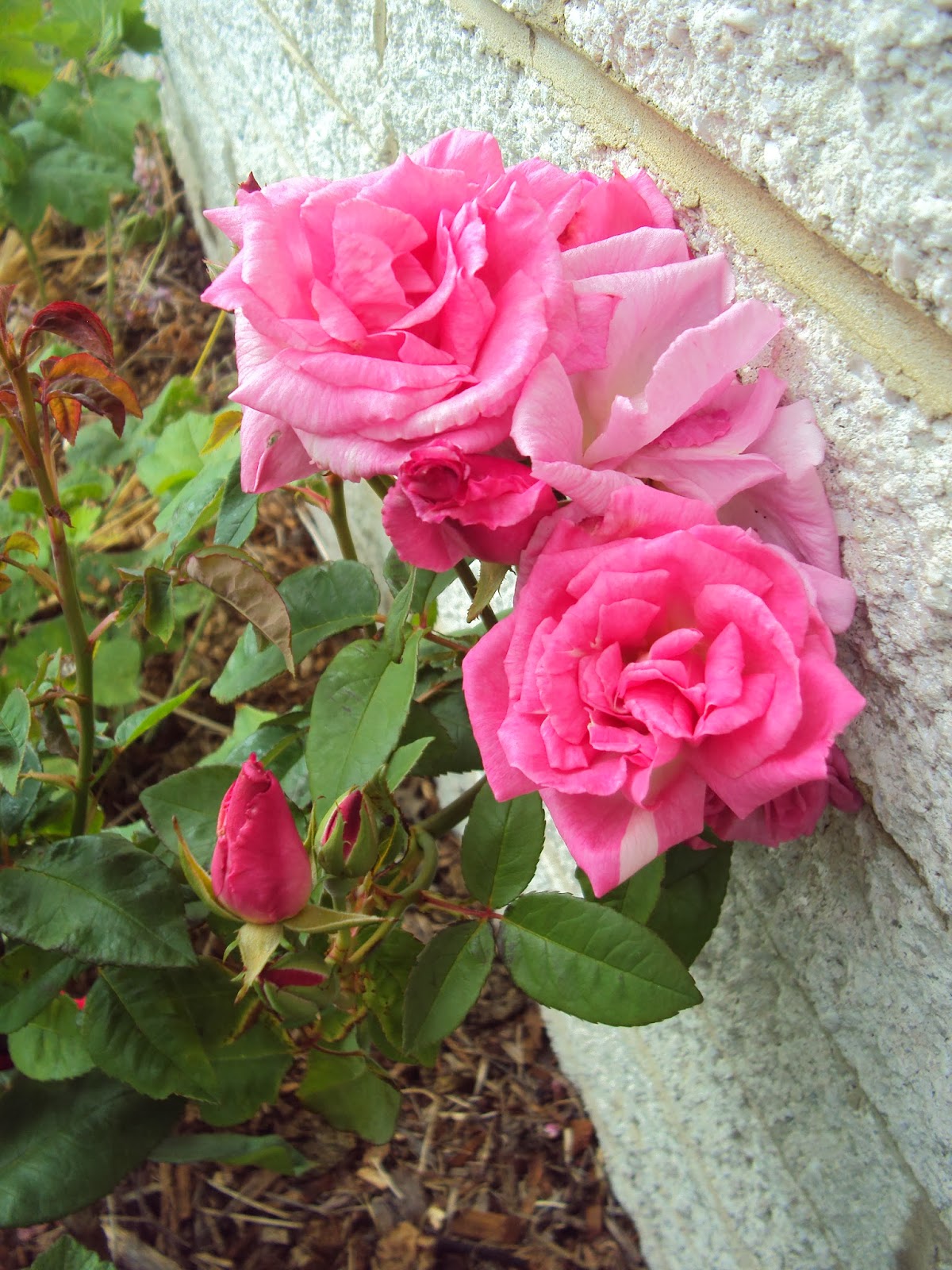 Dig In: garden share collective: december