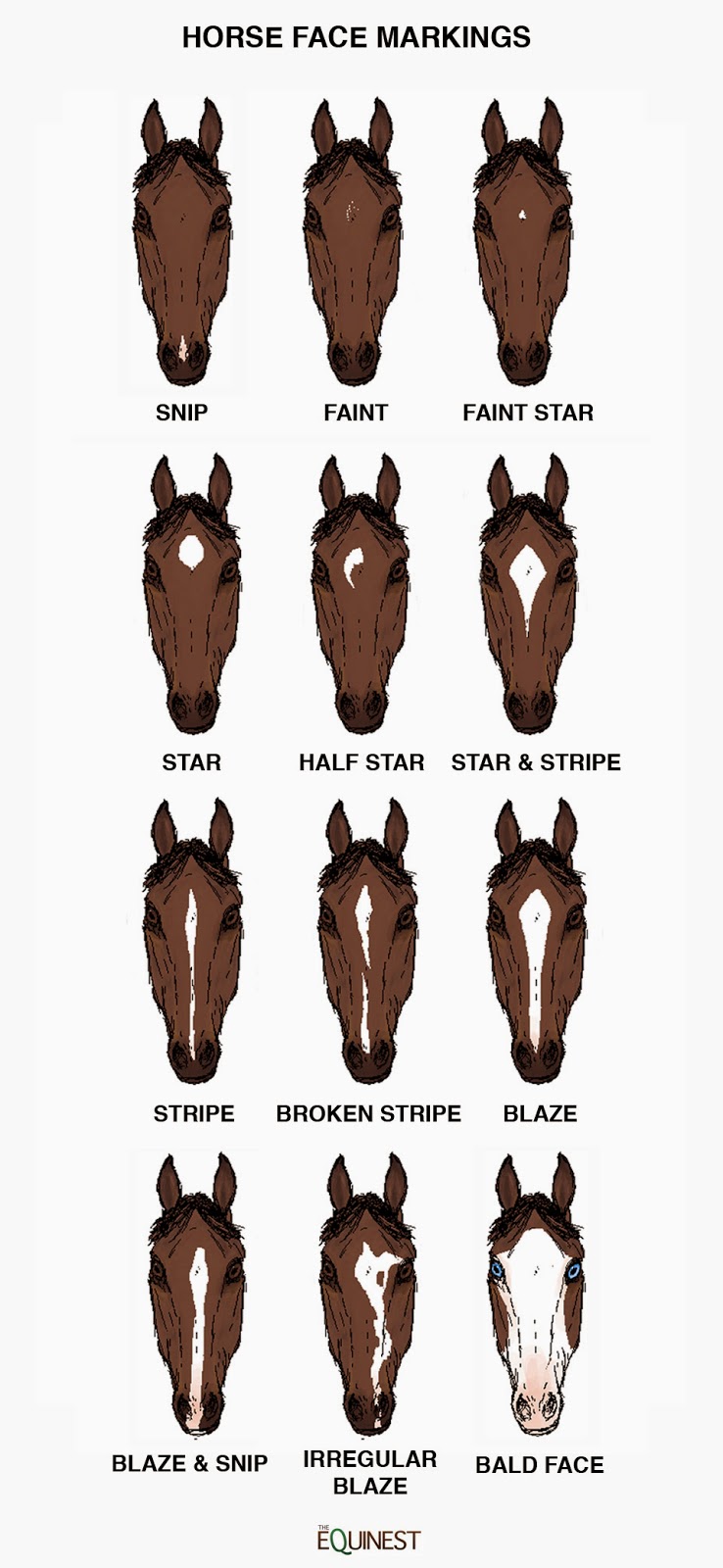 Types/Breeds of Horses, Tack,and Competitions, Oh My!: Horse Basics