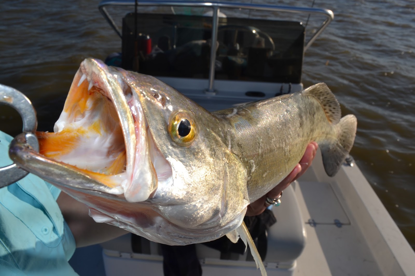 Visit Bay Area Houston Fish Galveston Bay!