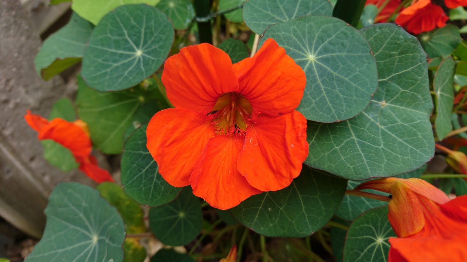 How to grow nasturtiums