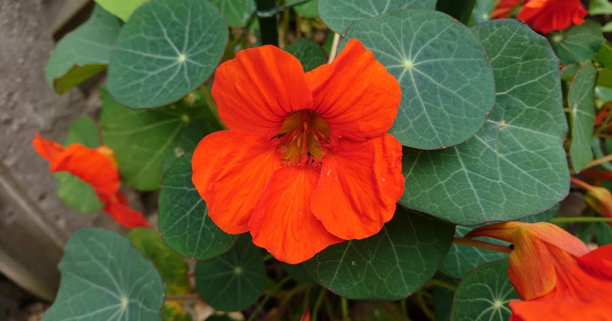 How to grow nasturtiums