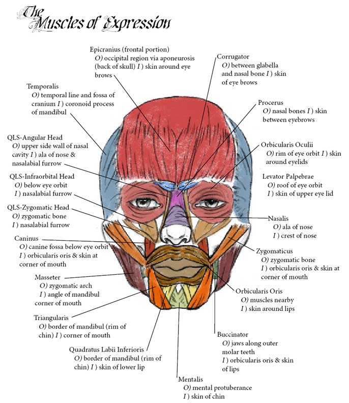 Facial Expression Anatomy At Christiana Shepherd Blog