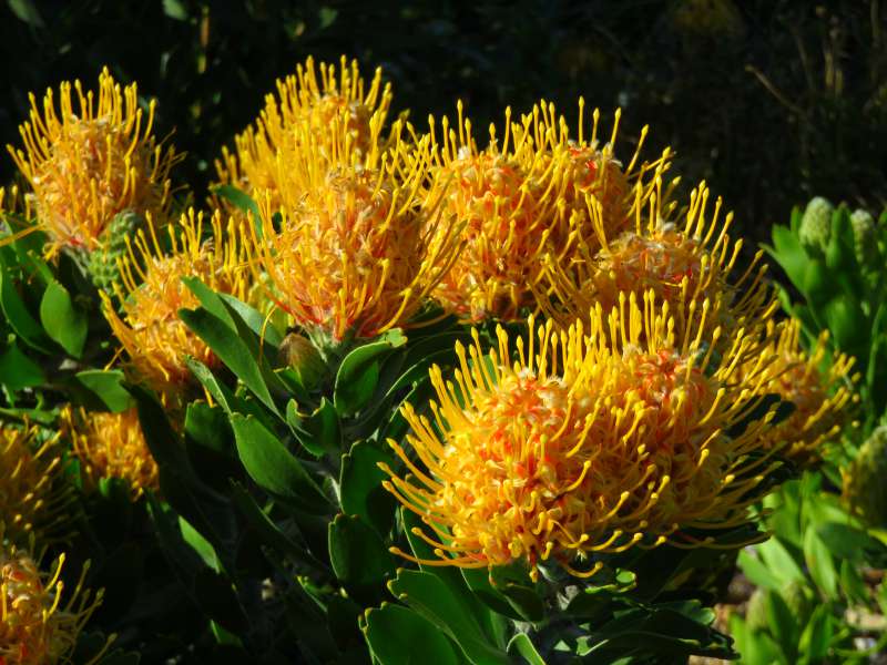 Yellow proteas