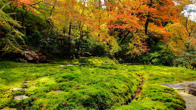 Мох, японская культура и охрана окружающей среды