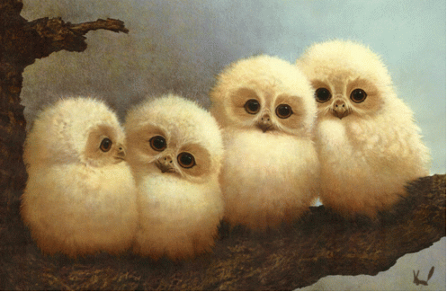 Suryadi Owl Burung Hantu Gambar Gif