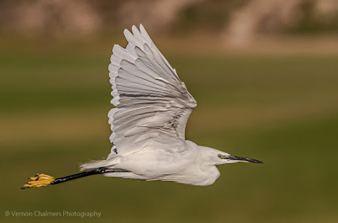Little Egret in Flight - W.oodbridge Island Cape T.own