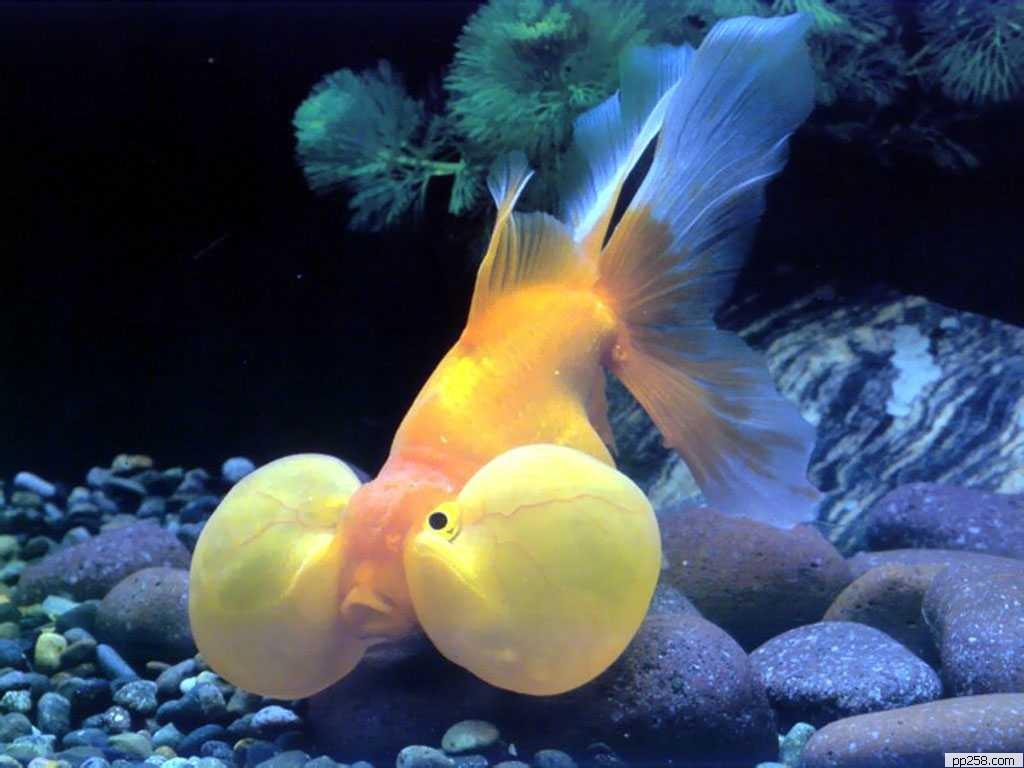 Рыбка золотого цвета. Золотая рыбка Оранда красная. Неон вуалехвост. Вуалехвост голубой. Золотая рыбка пузыреглаз.