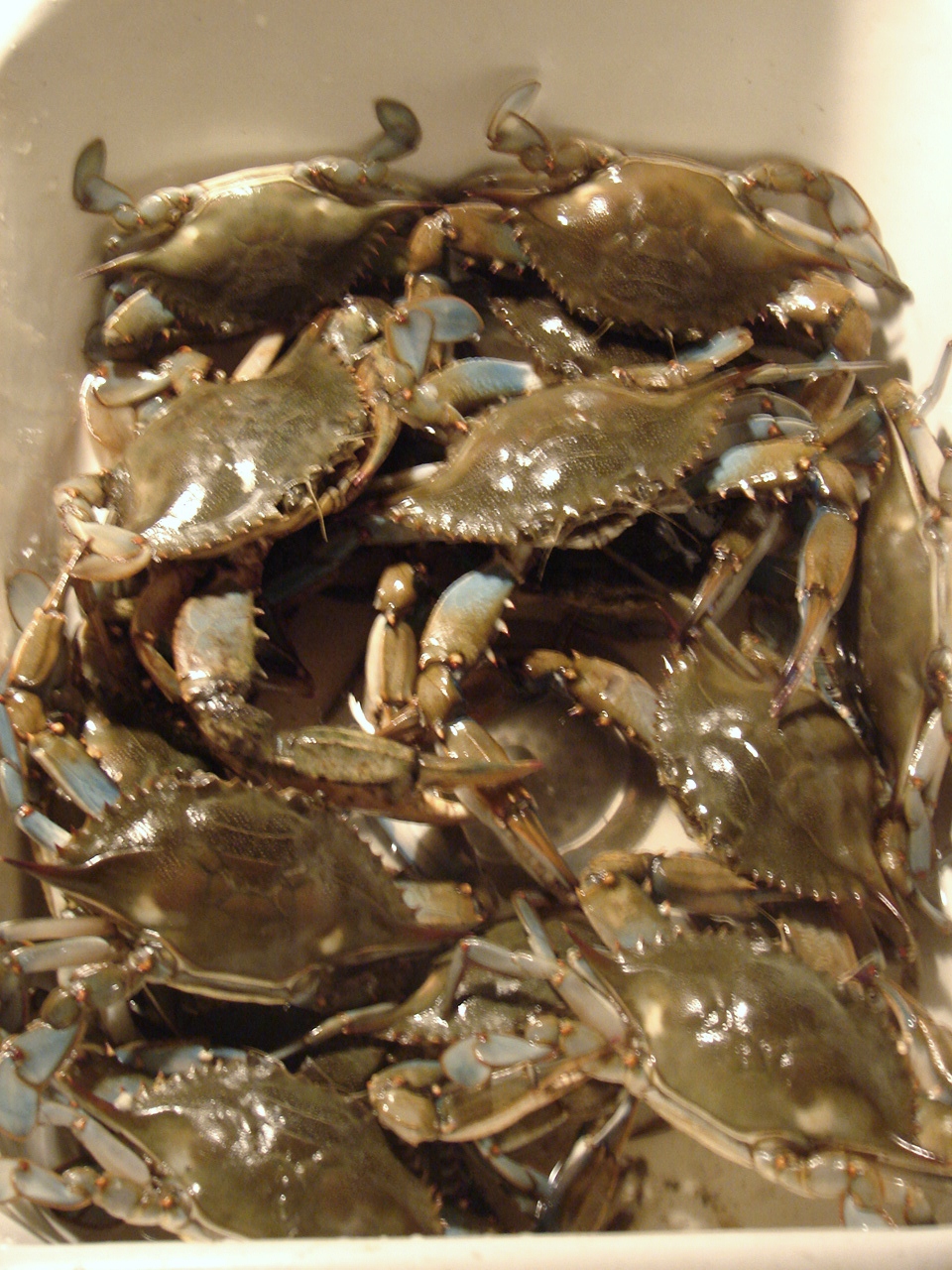 Bayou Lady The dreaded Dead Man's Fingers strike again!