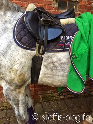 Steffi's Blog: Der Sattelkauf