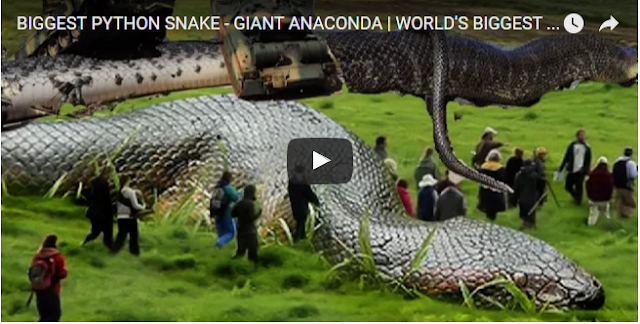 BIGGEST PYTHON SNAKE - GIANT ANACONDA | WORLD'S BIGGEST SNAKE FOUND IN ...