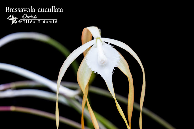 Brassavola cucullata