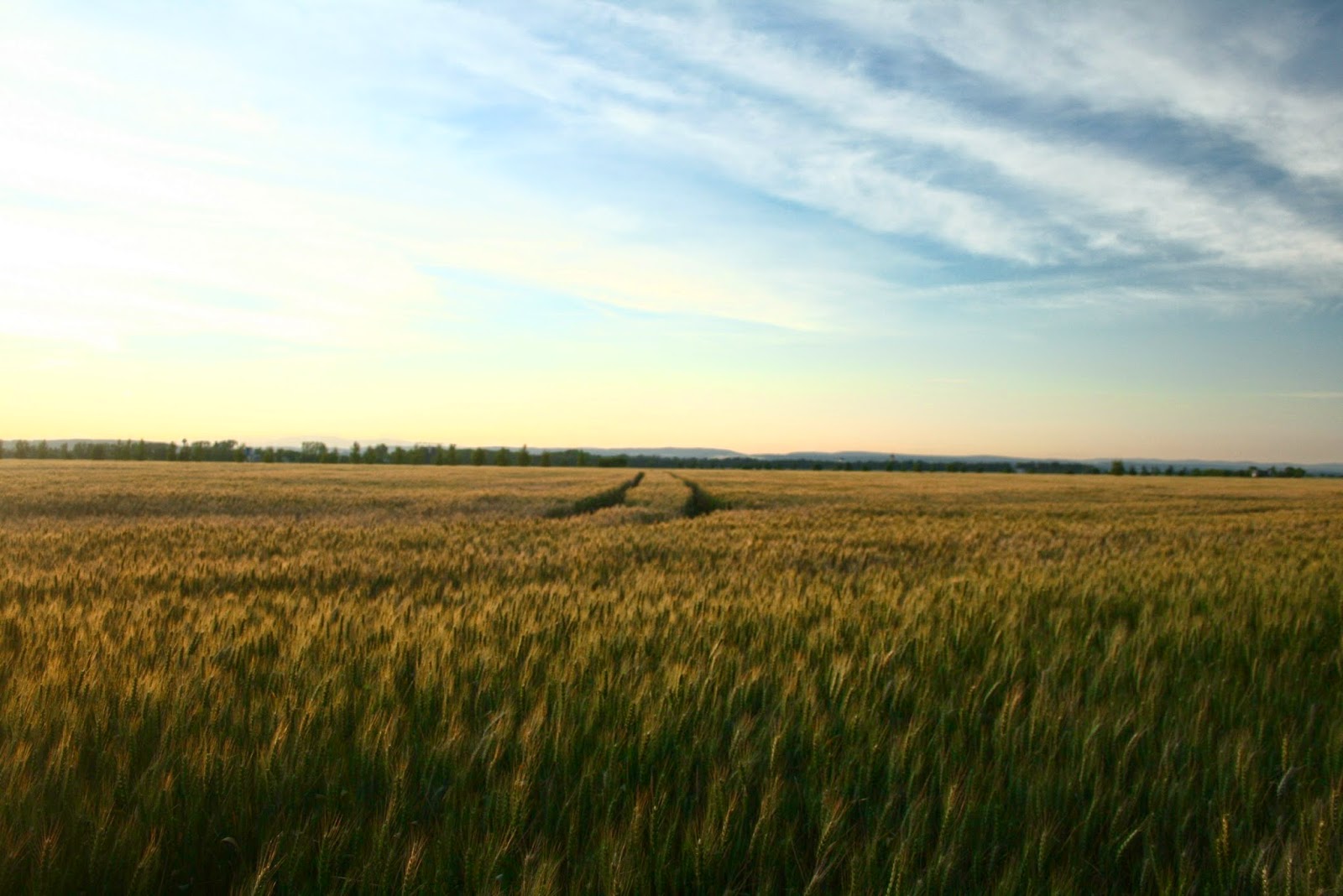 земли сельскохозяйственного назначения. взять в аренду сельхоз земли. свободные земли сельхозназначения. картинки земли сельхоз значения краснодарского края. аренда земли.