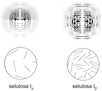 Around The World: SELULOSA : Profil, Sin…