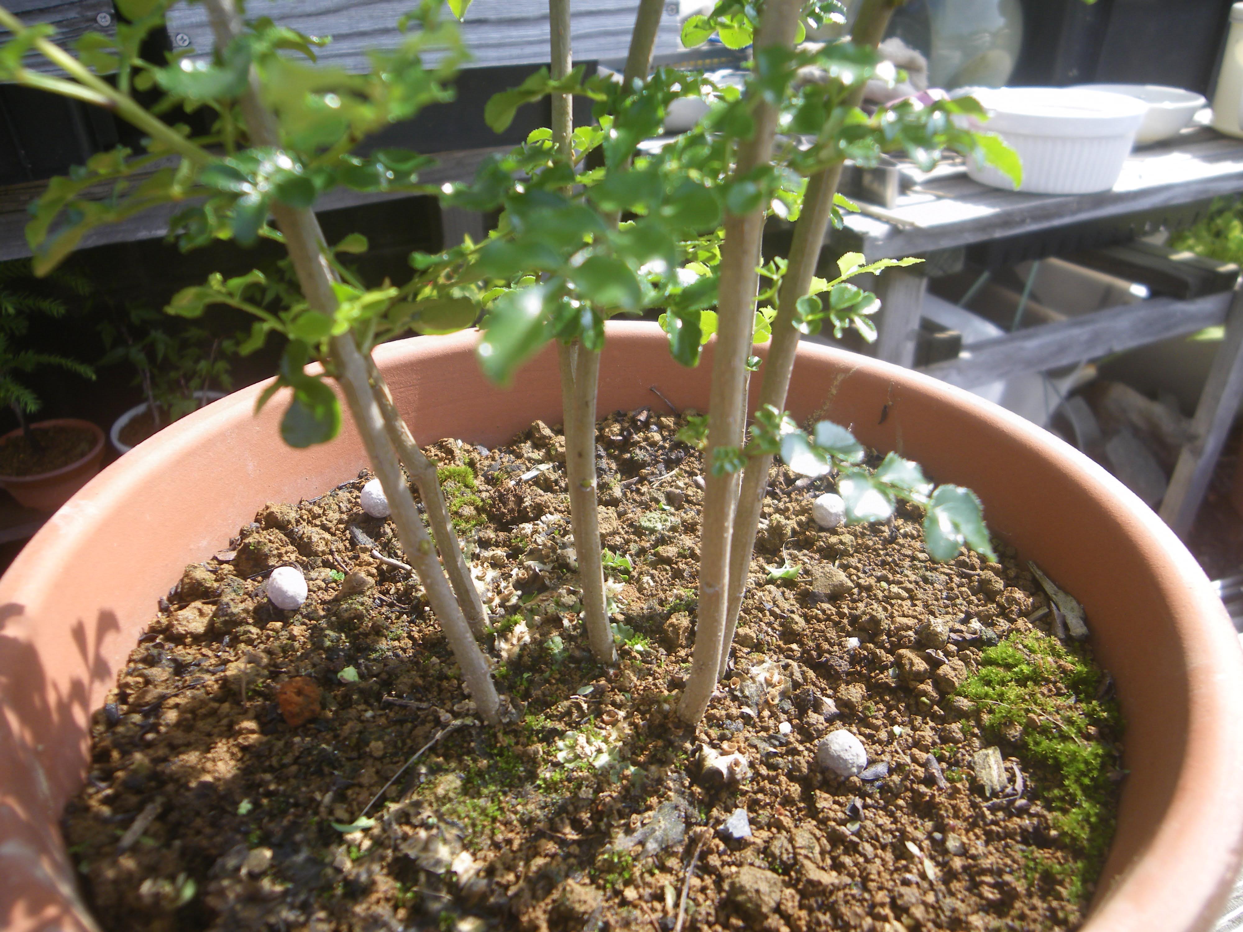 シマトネリコの鉢植えの育て方 植え付け編 肥料と剪定 メダカの大工