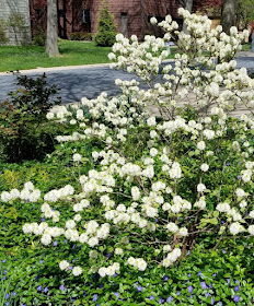 Witch Alders Fothergilla Rotary Botanical Gardens
