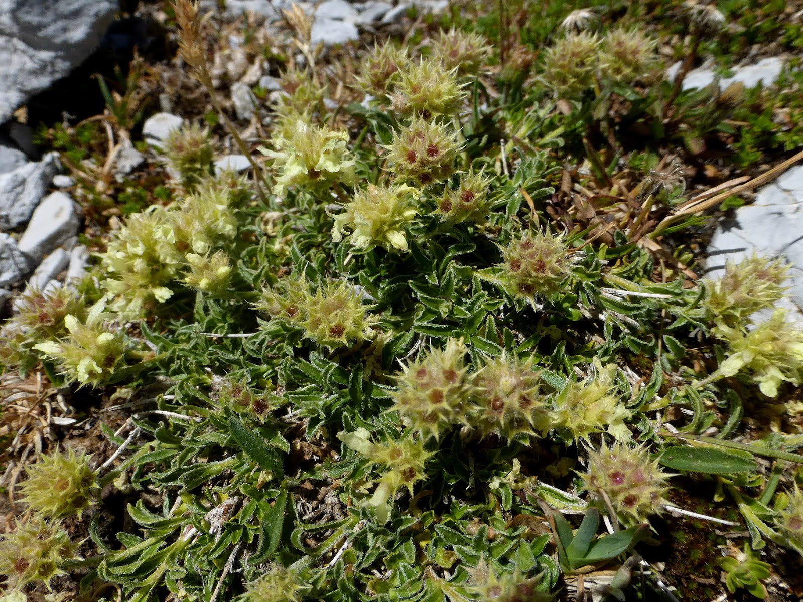 rocayflor Peña Roya y Peña Blanca