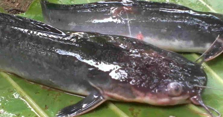 CATFISH DISEASES AND TREATMENT